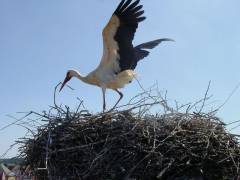 Wassertrüdinger Storch Wassertrüdinger Storch