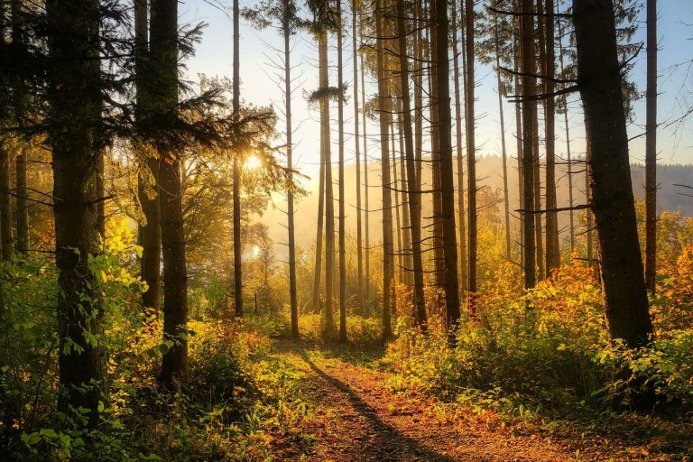Wald